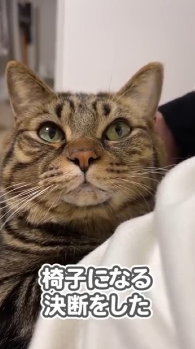 くつろぐ猫と飼い主