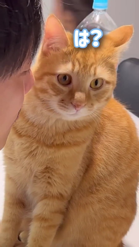 顔をそむける猫