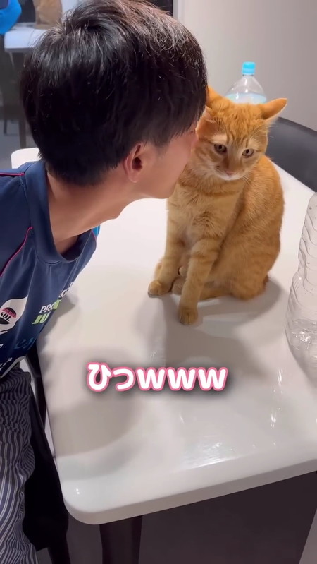 顔をそむける猫