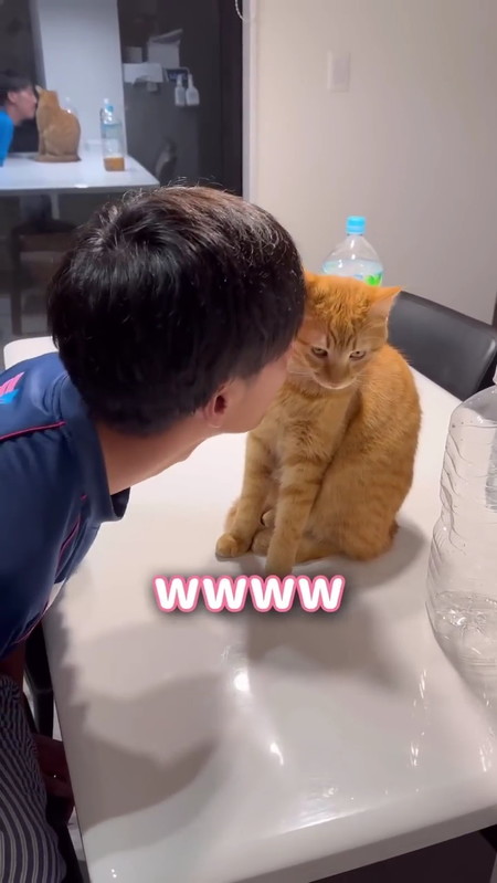 微妙な表情の猫