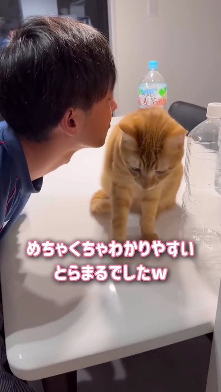 無言の猫