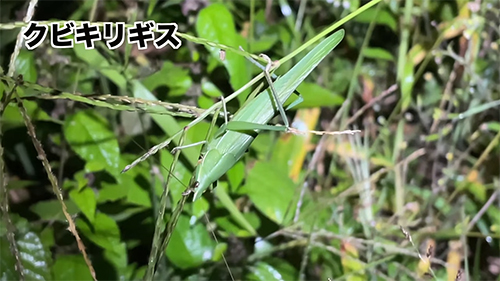 クビキリギス