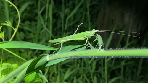 あしが曲がっている