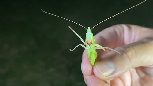 クビキリギスお腹から