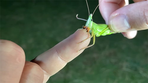 クビキリギスにかまれる