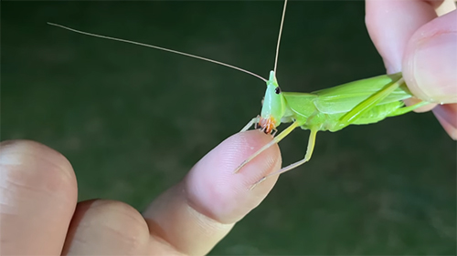 クビキリギスの首がもげそうに