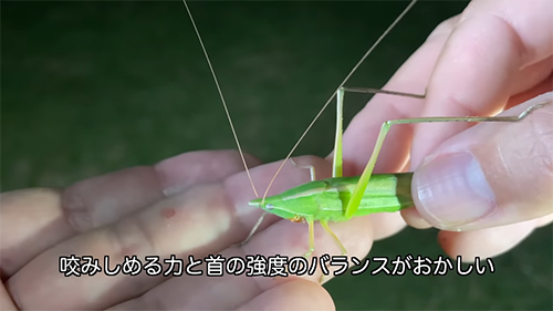 バランスがおかしい