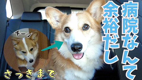 ワンコの表情ビフォーアフター