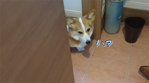 ハァとため息つく犬