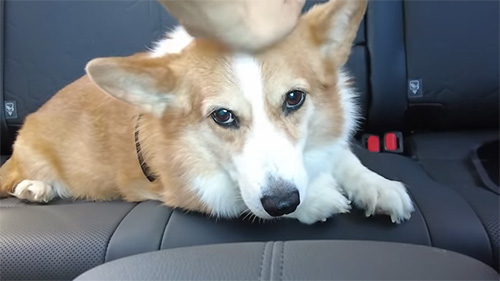 車内のはなちゃん