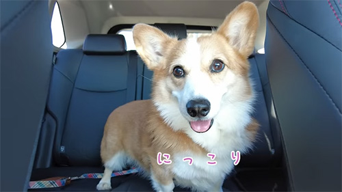 にっこりするワンコ