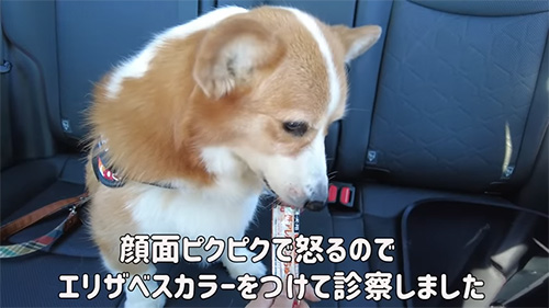 ごほうびもらうワンコ