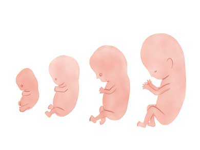 プリン カラメル 命宿る 食いづらい 赤ちゃん 胎児 シルエット