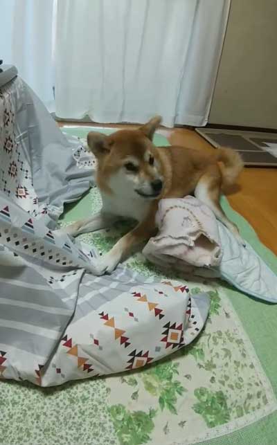 不満な柴犬