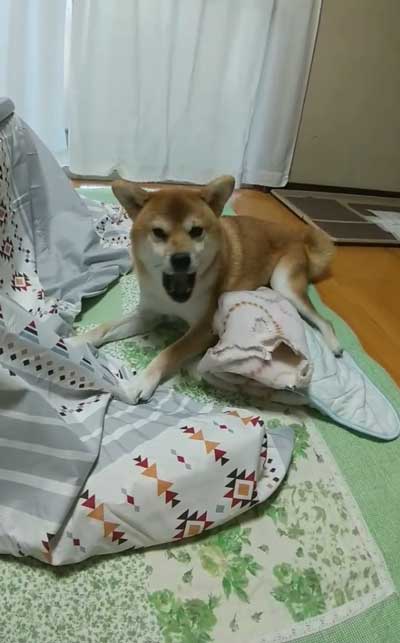 あくびする柴犬