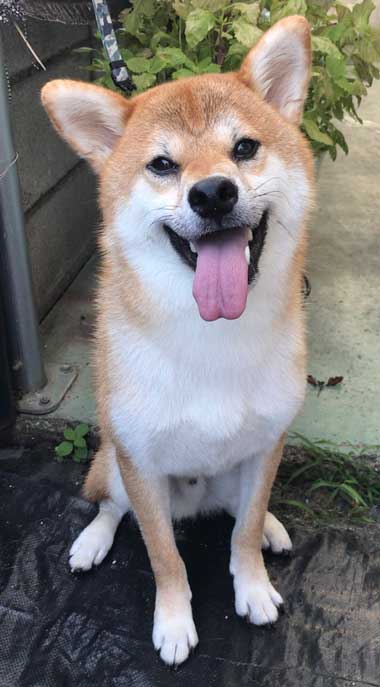 笑顔の柴犬