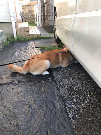 柴犬散歩拒否