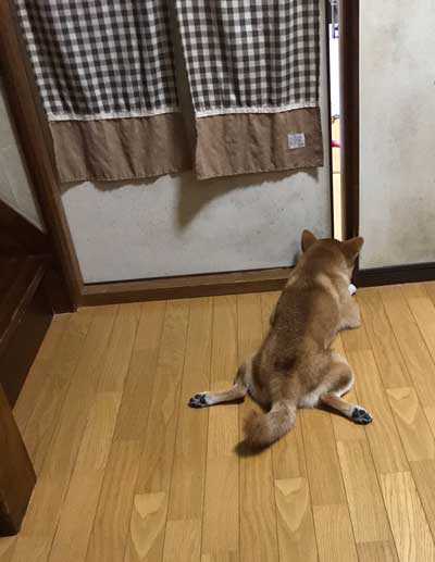 のぞく柴犬