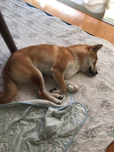 気持ちよさそうな柴犬