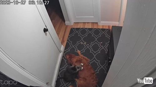 「Cat Gives Golden Retriever a Massage || ViralHog」