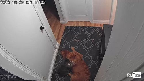 「Cat Gives Golden Retriever a Massage || ViralHog」
