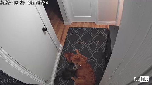 「Cat Gives Golden Retriever a Massage || ViralHog」