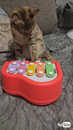 トイピアノを弾く子猫