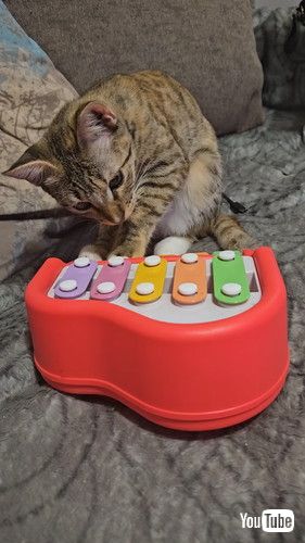 引き続ける子猫