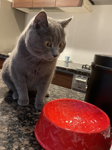 ごはんと聞いて駆け付けたブリオくん