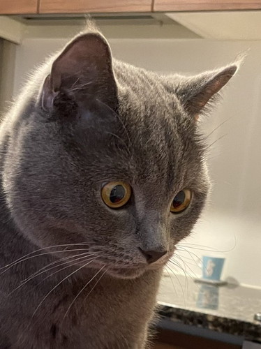 ごはんと聞いて駆け付けたブリオくん