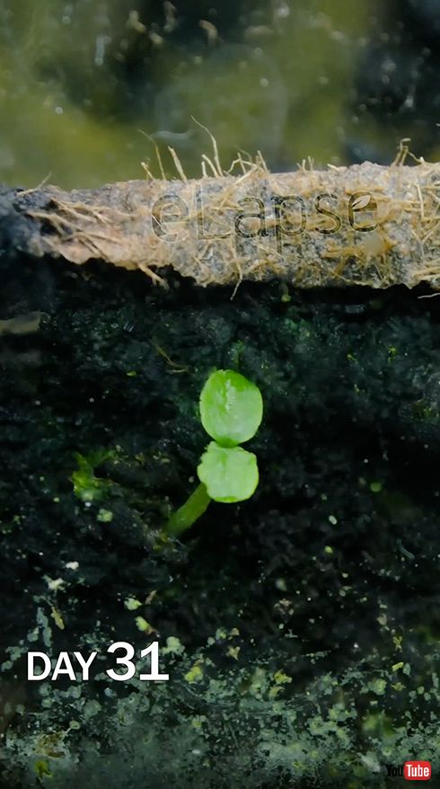 実験 キウイ 放置