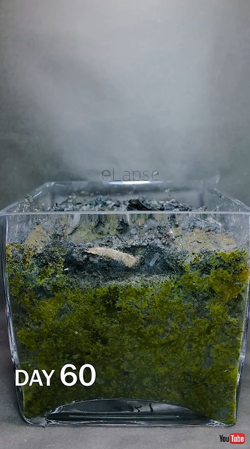 実験 キウイ 放置