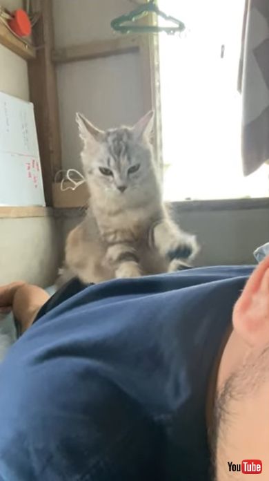 背中ふみふみ子猫