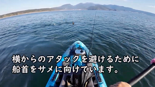 サメから逃げる様子