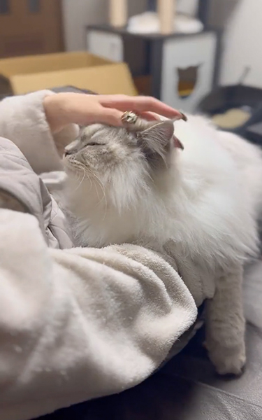 ふみふみちゅぱちゅぱする猫