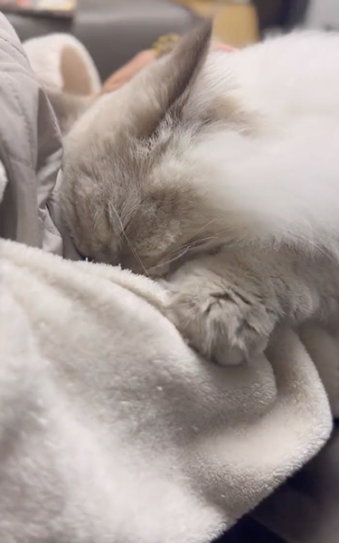 ふみふみちゅぱちゅぱする猫