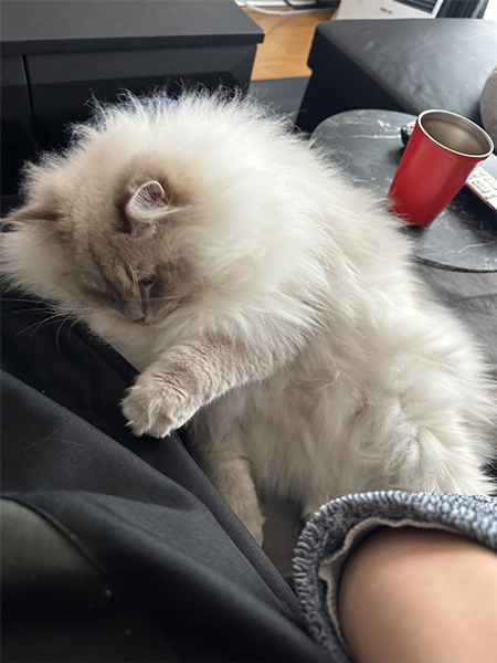 パパに甘える猫