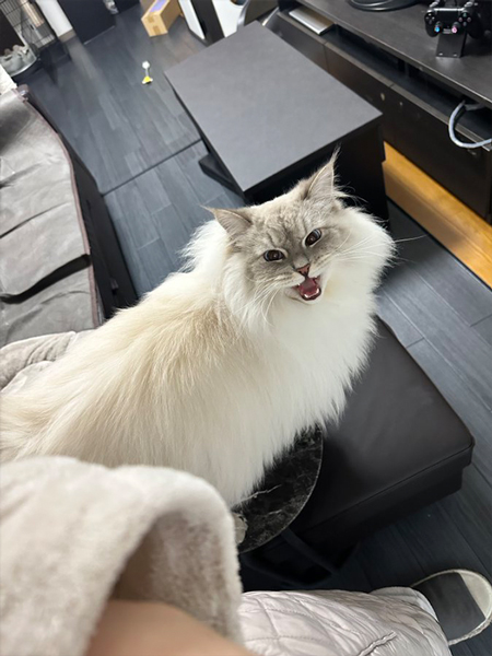 抱っこしてほしい猫