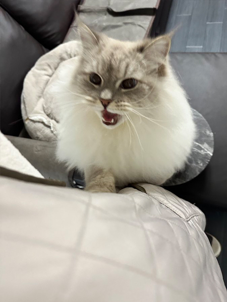 抱っこしてほしい猫