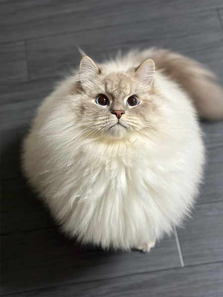 まんまるふわふわな猫