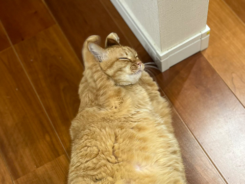 うさぎになりきるすずくん