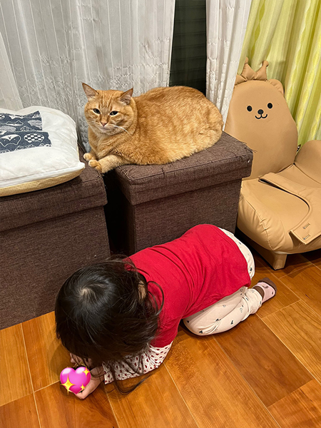 椅子をおす猫のまね