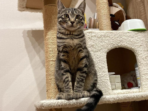 つむぎくん正面から