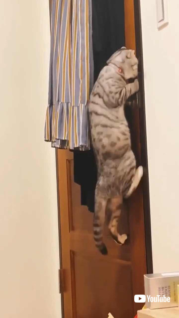 ドアノブに掴まる猫