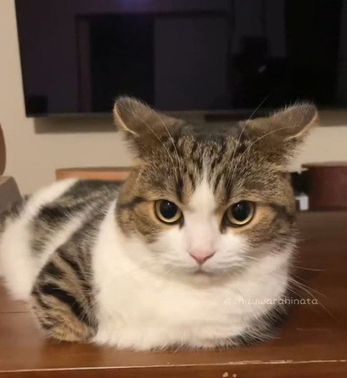 手をしまった猫