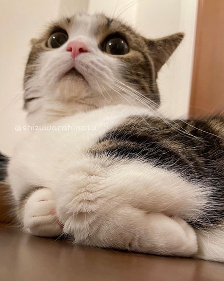 手をしまっている猫