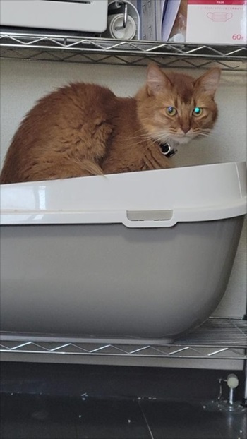 猫の医療費、こんなにかかる 