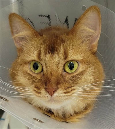 猫の医療費、こんなにかかる 