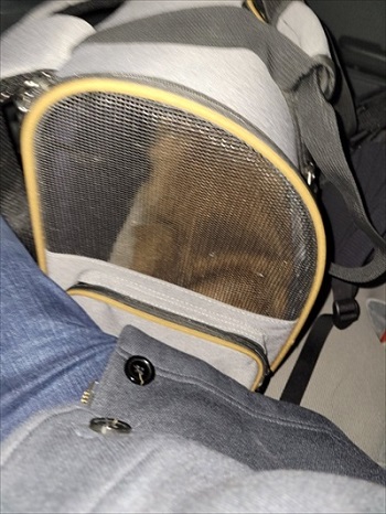 猫の医療費、こんなにかかる 