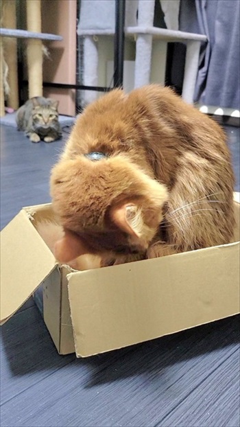 猫の医療費、こんなにかかる 